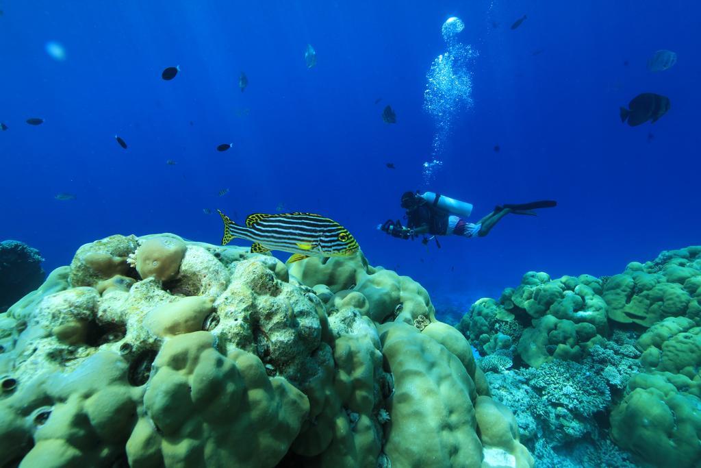 Plumeria Maldives Thinadhoo  Exterior photo